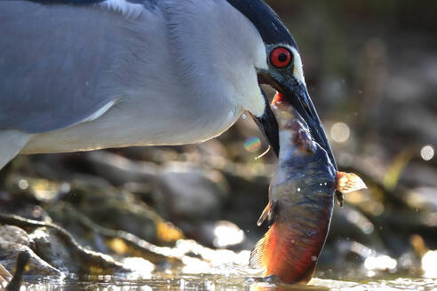 A Night heron or Nycticorax nycticorax is seen grasping a fish in its beak amidst a water setting, showcasing its predatory skills. - ADSF53515