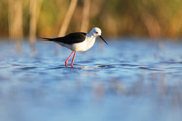 A black-winged stilt stands elegantly in shallow water with a soft focus on tall reeds in the background during golden hour - ADSF53522