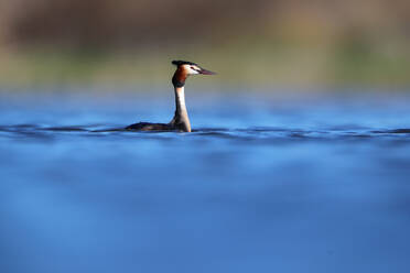 A majestic great crested grebe with striking plumage floats on still water with a soft-focus natural backdrop - ADSF53523