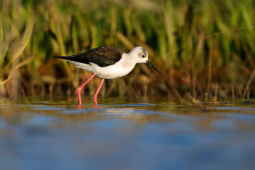 A black-winged stilt searches for food in the wetlands, with long pink legs wading through the water and reeds in the background - ADSF53524