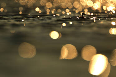 Silhouette of a lone duck swimming at sunset with the golden light creating a bokeh effect on the water's surface - ADSF53526