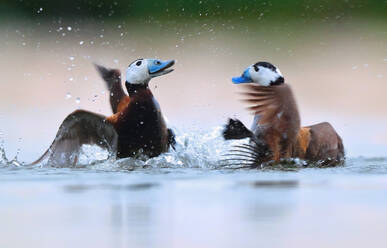 Two white-headed ducks engaging in a splashy display of courtship behavior in a wetland habitat - ADSF53527