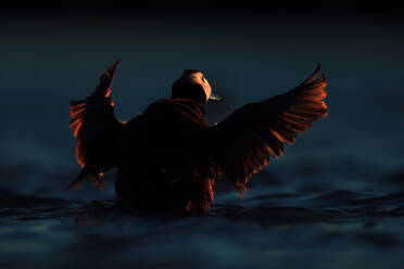 Dramatic silhouette of a duck flapping its wings on the water surface at dusk, with the last light casting a warm glow - ADSF53531