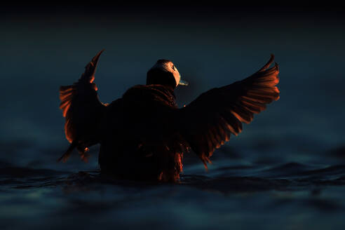 Dramatic silhouette of a duck flapping its wings on the water surface at dusk, with the last light casting a warm glow - ADSF53531