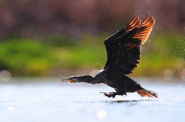 Cormorant bird with outstretched wings taking off from water surface, creating a spray of droplets in the backlight - ADSF53534