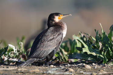 Close-up of a Great Cormorant resting on the ground with green foliage in the background - ADSF53535