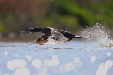 Great Cormorant in dynamic takeoff from the water surface with splashing droplets and bokeh lights - ADSF53539