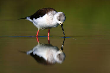 Black-winged Stilt foraging in calm waters with a clear reflection of its image below - ADSF53540