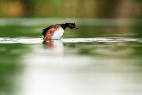 Black-necked Grebe in water shaking off water droplets, creating a dynamic scene with a soft focus background - ADSF53541