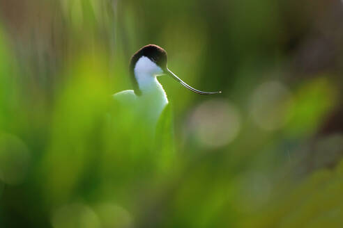 Avocet's head profile with a delicate curve of its slender beak, softly blurred greenery in the foreground - ADSF53542