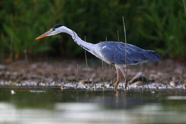Grey Heron standing in shallow water with a focused gaze, surrounded by reeds and a natural background - ADSF53543