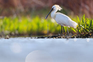 Eurasian Spoonbill standing at water's edge with lush greenery in the background and bokeh in the foreground. - ADSF53545