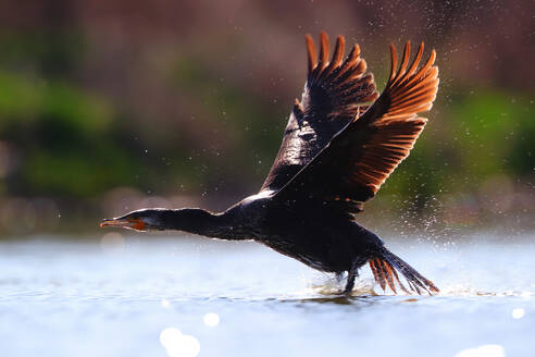 Great Cormorant in mid-takeoff from the water, with wings fully spread and water droplets sparkling in the sunlight - ADSF53547