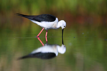 Black-winged Stilt bending to touch water, creating a perfect mirror reflection in a tranquil wetland - ADSF53548