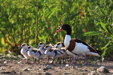 Female Common Shelduck with her line of fluffy ducklings walking on a dirt path with vegetation in the background - ADSF53551