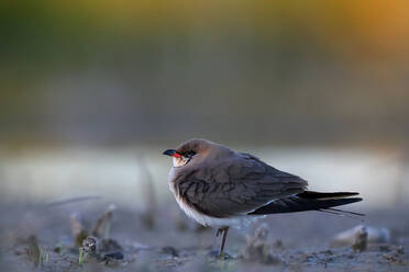 Collared Pratincole resting on the ground at dusk, with a soft, warm glow in the background - ADSF53552