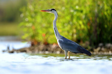 A Grey Heron stands in shallow water with a lush green background, attentively searching for prey - ADSF53553