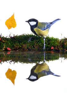 A Great Tit perched beside water with a vivid reflection, a single yellow leaf, and red berries on green moss - ADSF53555