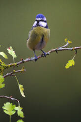 A puffed-up Eurasian Blue Tit perches on a branch with budding green leaves against a muted green background - ADSF53558