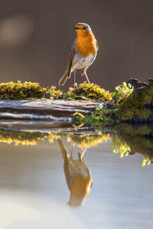 A European Robin stands on a mossy bank with its reflection in a calm pool of water, illuminated by soft light - ADSF53559