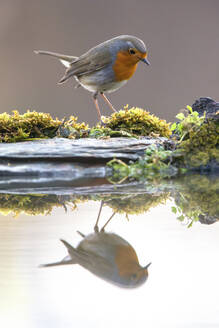 A curious European Robin peers over a moss-covered ledge, with a soft reflection visible in the water below - ADSF53560