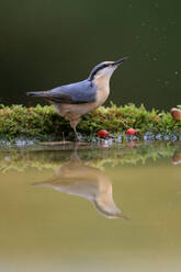 A Nuthatch perched by water, with moss and red berries, and a clear reflection beneath it. - ADSF53562