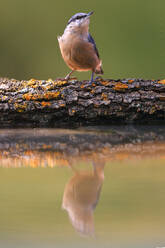 A nuthatch stands on a lichen-covered branch over water, its reflection visible below. - ADSF53565