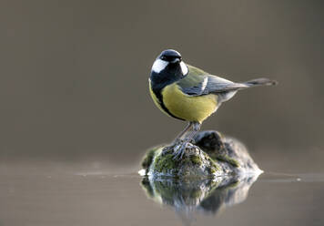 A Great tit stands on a mossy stone amidst calm waters, displaying its vibrant yellow belly and distinctive black head markings. - ADSF53566