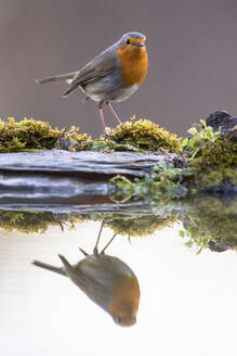 A serene European robin poses beside mirror-like water, showcasing a crisp reflection surrounded by vibrant moss. - ADSF53567