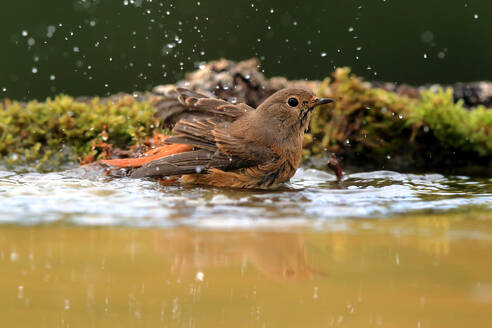 A robin enjoys a refreshing bath in a shallow pool of water, surrounded by splashing droplets and green moss. - ADSF53570