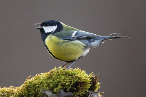 A vibrant Great tit perched on a mossy stump, singing. - ADSF53571