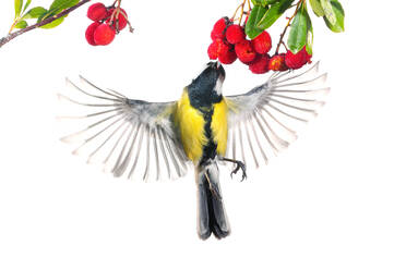 A great tit flutters dynamically as it reaches for red berries on a branch. - ADSF53572