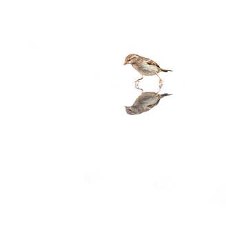 A solitary house sparrow shown with its reflection below, isolated against a clean white background. - ADSF53574