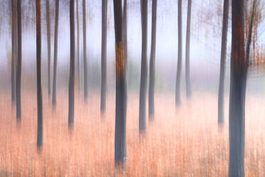 This image captures a dreamy autumn landscape, where trees are shrouded in a misty haze, accentuating the changing colors of the season with a pictorialism art style. - ADSF53576