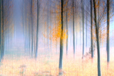 This image captures a dreamy autumn landscape, where trees are shrouded in a misty haze, accentuating the changing colors of the season with a pictorialism art style. - ADSF53577