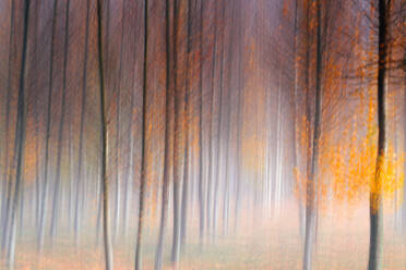 Artistic landscape with trees in autumn, captured in a pictorialist style using soft focus to create a dreamlike atmosphere. - ADSF53578