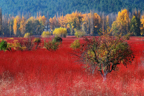 Striking autumn view with a field of red wicker plants contrasted against a forest of golden apple trees - ADSF53581