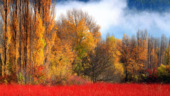 Misty autumn landscape with a radiant red wicker field in the foreground and a row of yellow-leaved poplar trees in the distance - ADSF53582