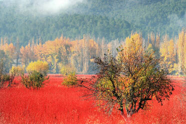 Foggy autumn morning over a vibrant red wicker field with golden apple trees and misty hills in the background - ADSF53583