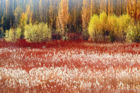 Golden poplar trees towering over a bright red wicker field with fluffy white tips swaying in the autumn breeze - ADSF53584