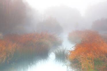 Ethereal mist envelops a tranquil river with churrero reed clusters and riparian vegetation in soft morning light - ADSF53585