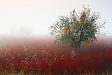 Mist enshrouds a solitary tree with a few lingering leaves among a sea of red mimbre in a tranquil autumn setting - ADSF53587