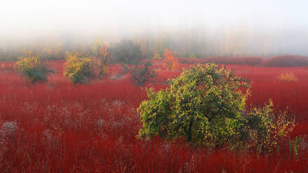 Misty morning over a vibrant red wicker field with scattered apple trees dressed in autumn colors - ADSF53588