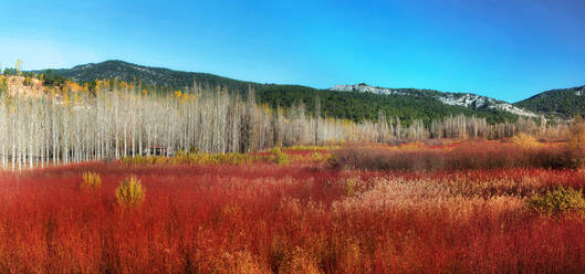 Panoramic view of Cuenca's vibrant red wicker fields contrasting with a forest of bare poplar trees against a clear blue sky - ADSF53589