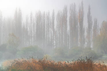 A misty autumn landscape with a row of tall poplar trees partially obscured by fog, foregrounded by reddish-brown grasses - ADSF53590