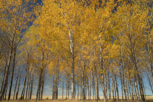 A serene grove of aspen trees, Alamo Blanco, with a vibrant display of golden yellow leaves against a clear blue autumn sky - ADSF53591