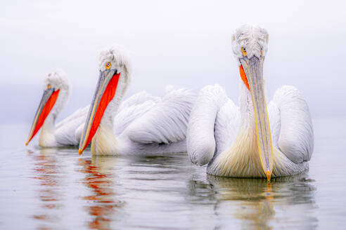Three Dalmatian pelicans float gracefully on a serene water surface, showcasing their striking white plumage and vividly colored beaks - ADSF53732
