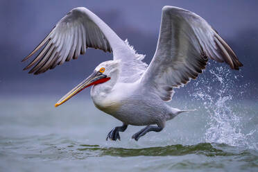 Ein atemberaubender weißer Pelikan mit ausgebreiteten Flügeln, der sich anmutig aus dem kabbeligen Wasser erhebt und ein Spritzen verursacht - ADSF53733