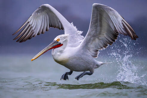 A stunning white pelican with widespread wings gracefully taking off from the choppy water, causing a splash - ADSF53733