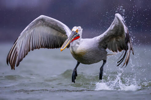 A graceful pelican with expansive wings captured mid-takeoff, splashing water droplets into the air - ADSF53734